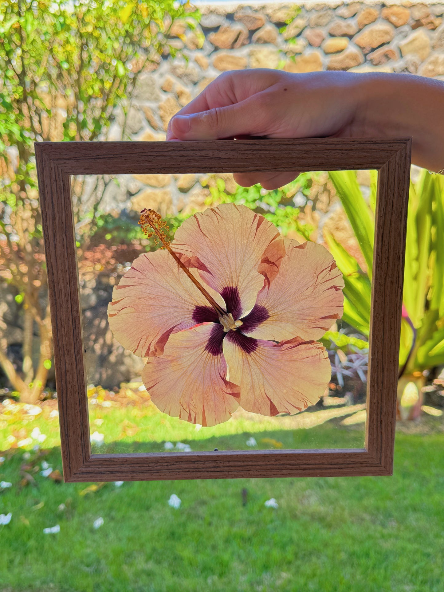 Blush Hibiscus