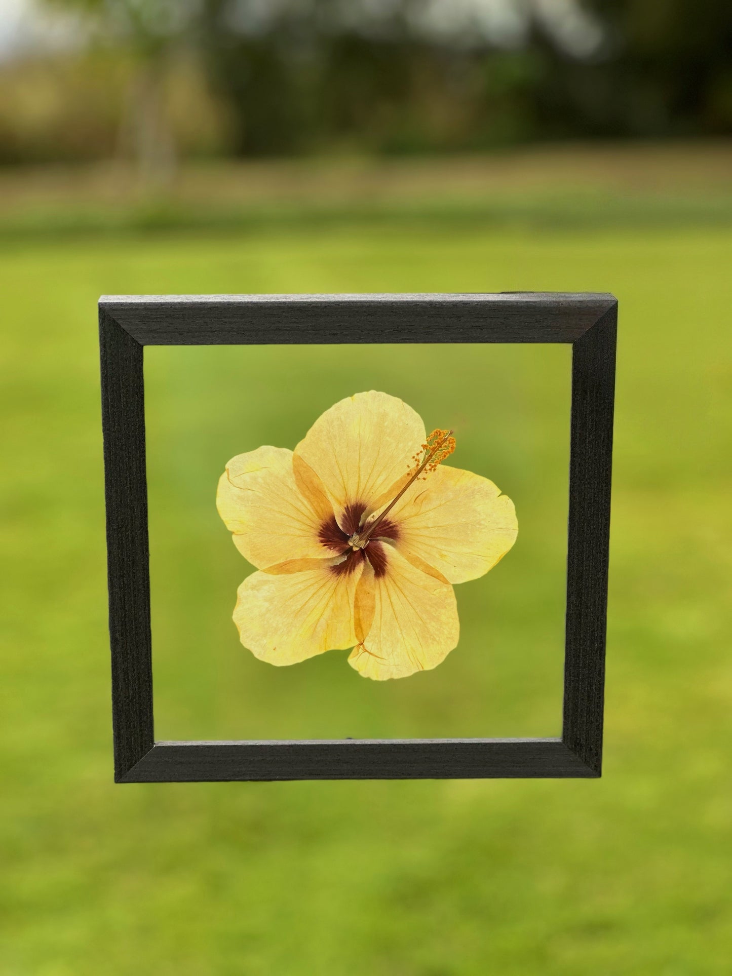 Yellow Hibiscus