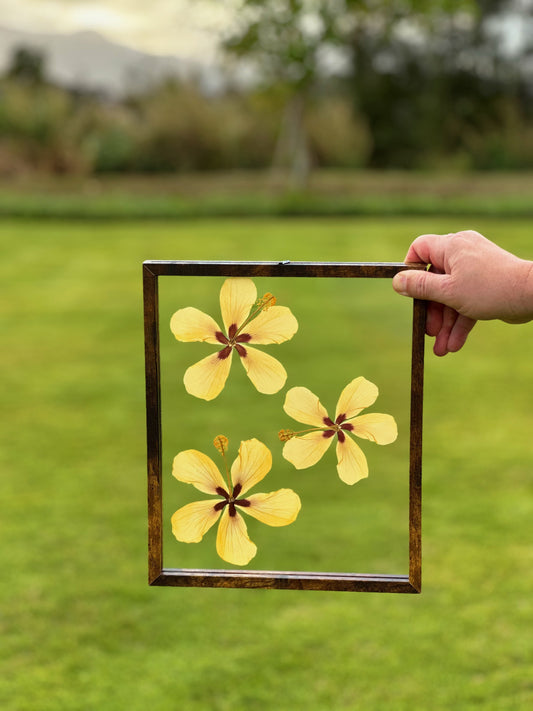 8x10 Yellow Hibiscus Trio