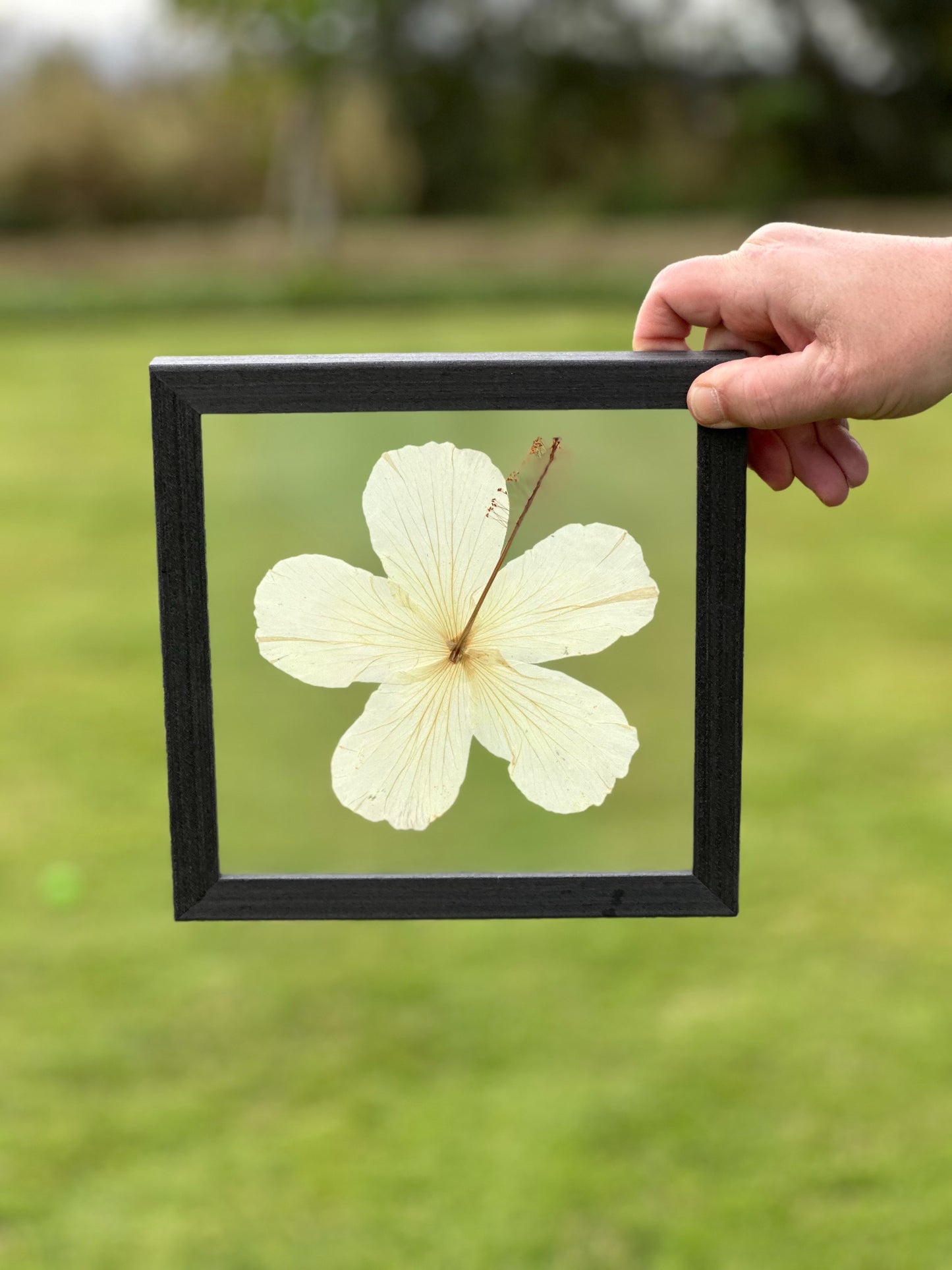 8x8 Hibiscus