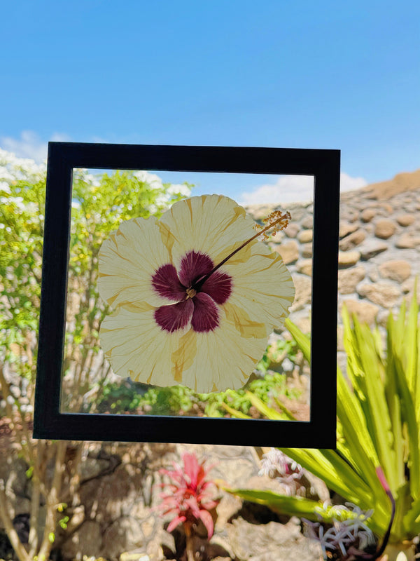 Hibiscus