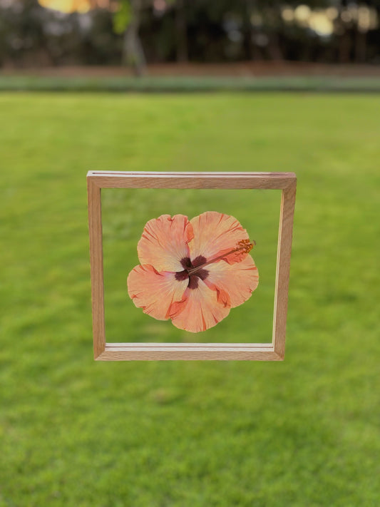 Blush Hibiscus