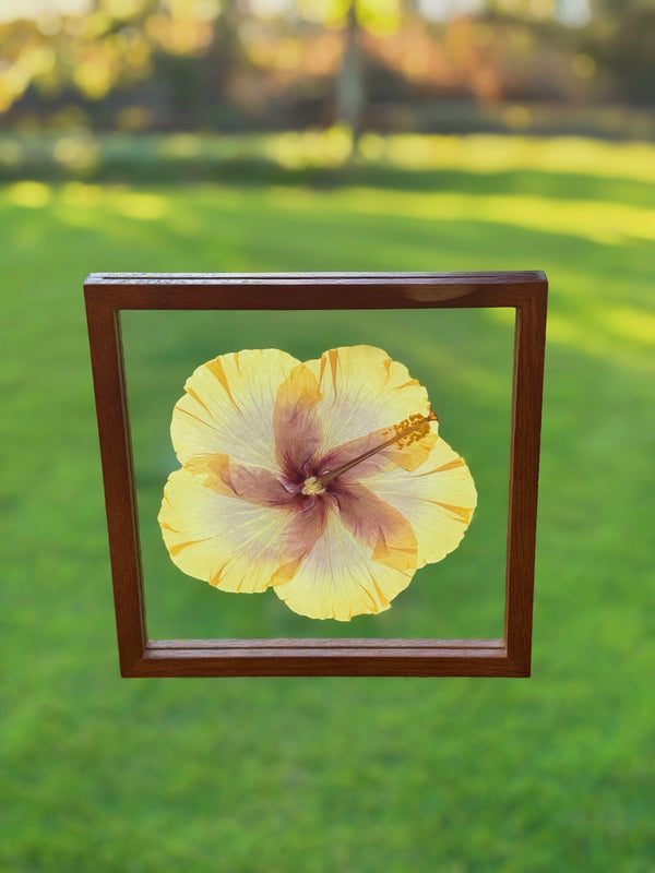 Hibiscus