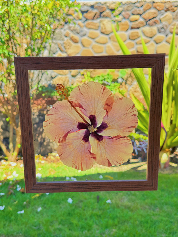 Hibiscus