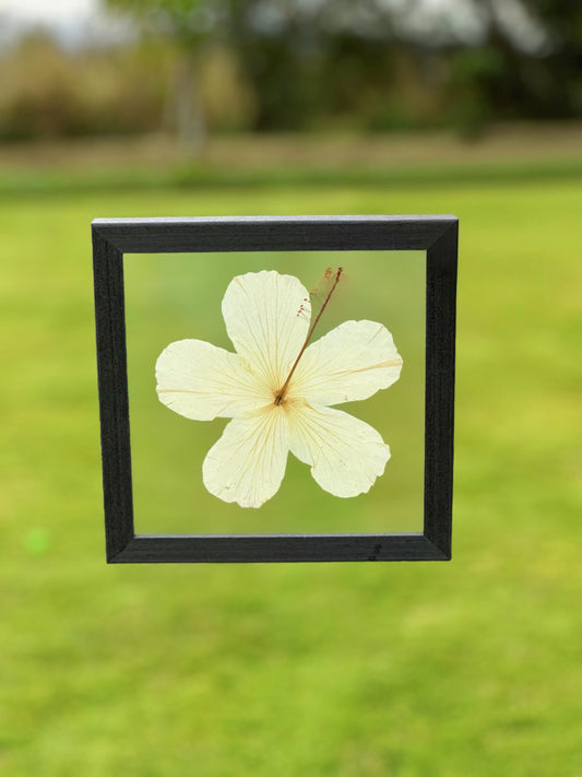 White Hibiscus