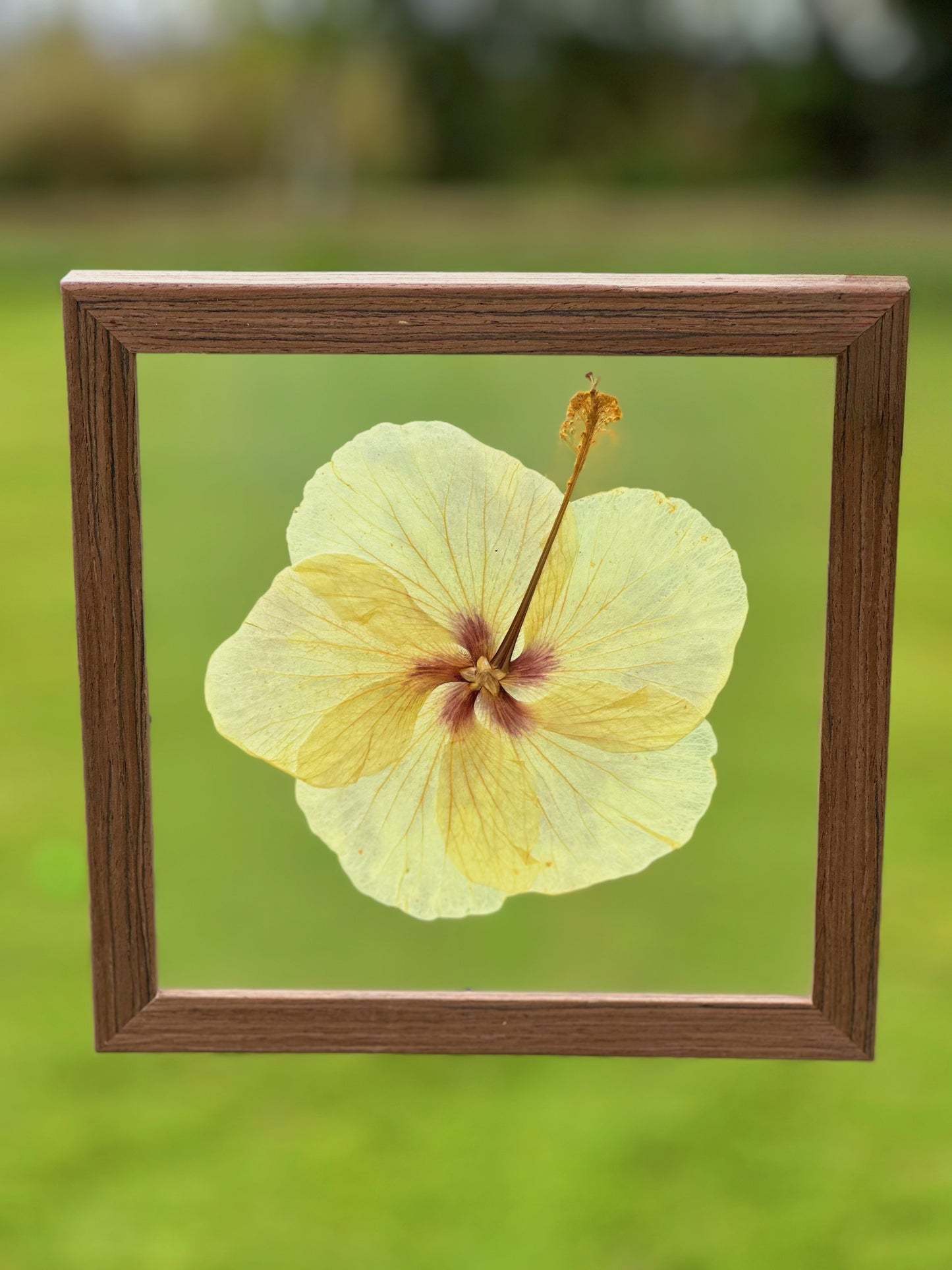 Yellow Hibiscus