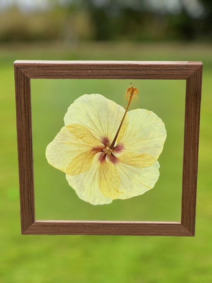 Yellow Hibiscus