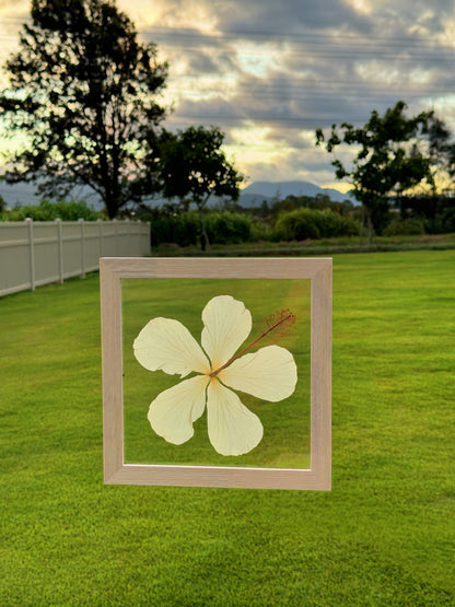 White Hibiscus