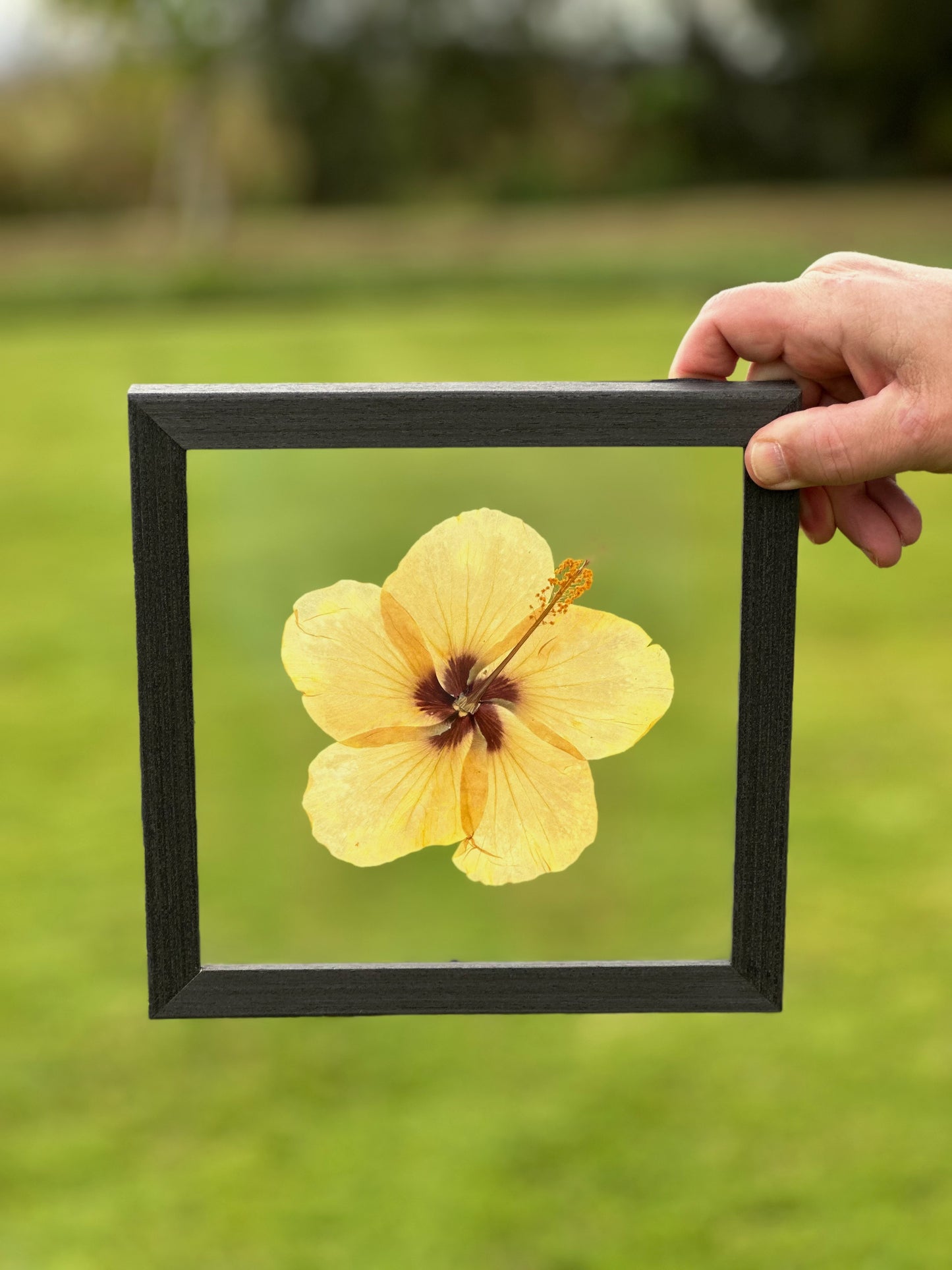 8x8 Hibiscus