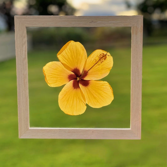 Yellow Hibiscus