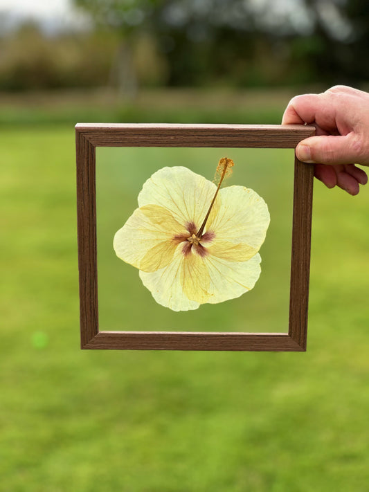 8x8 Hibiscus