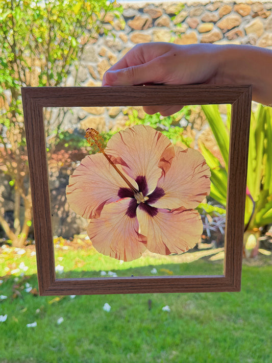 Blush Hibiscus