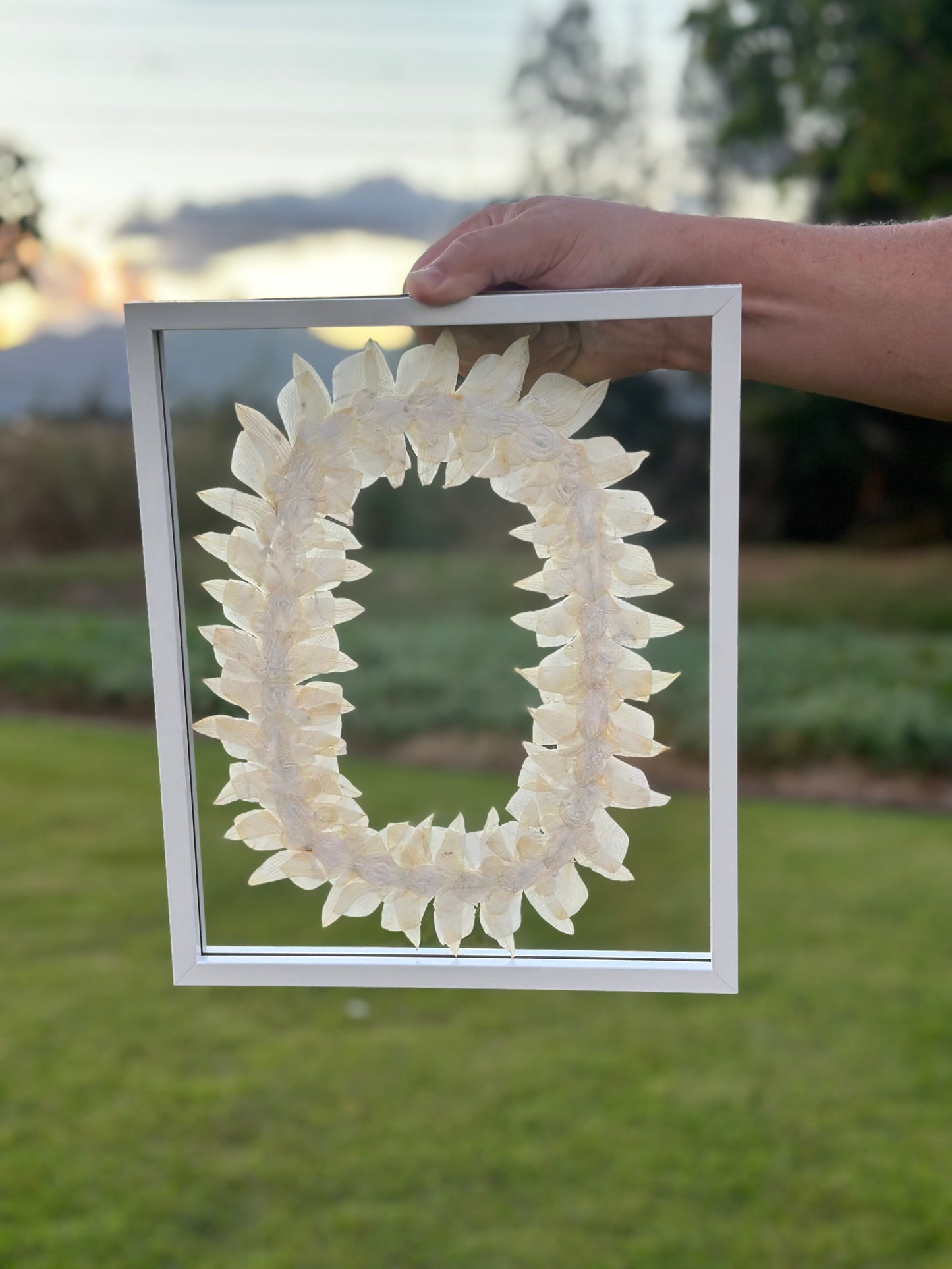 8x10 lei