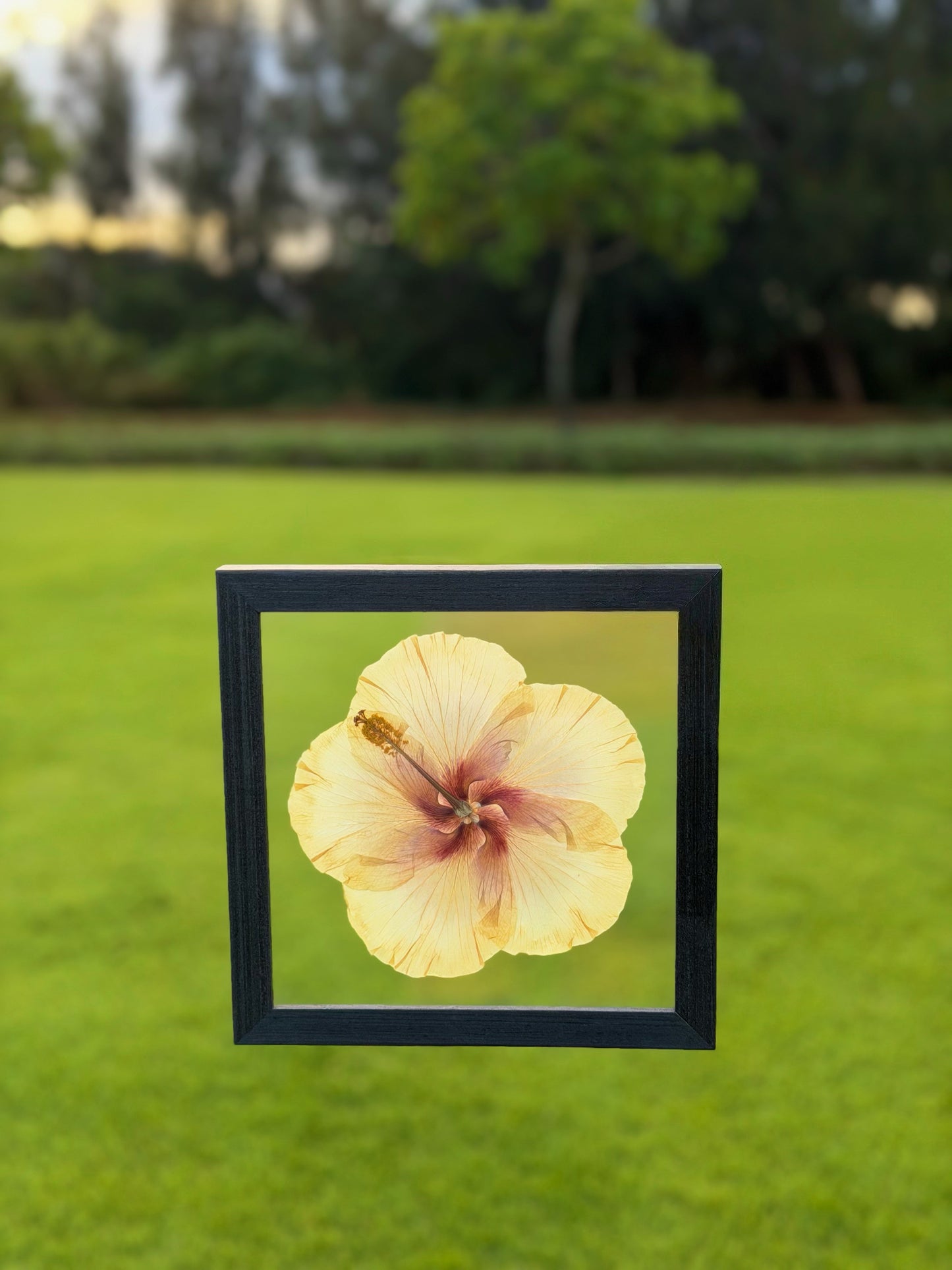Yellow Hibiscus