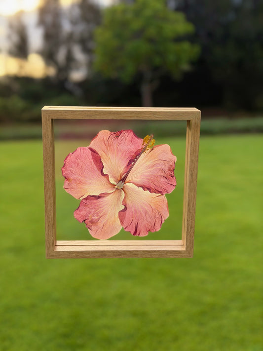 Hot Pink Hibiscus