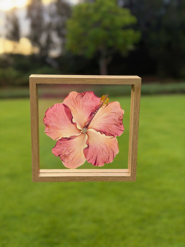 Hibiscus