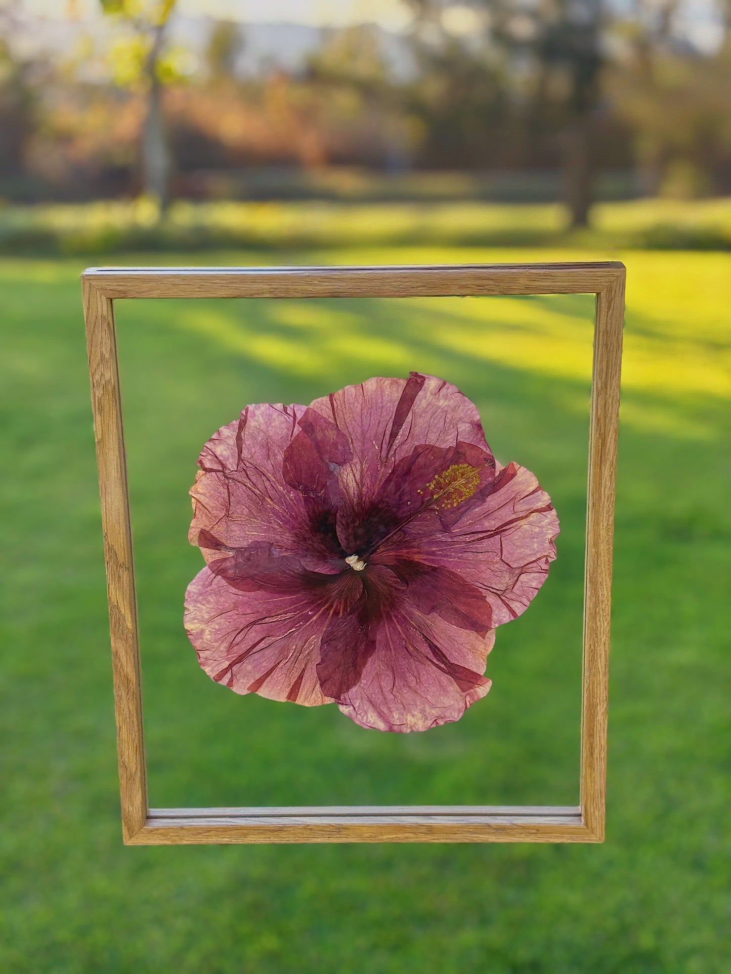 8x10 Large Purple Hibiscus