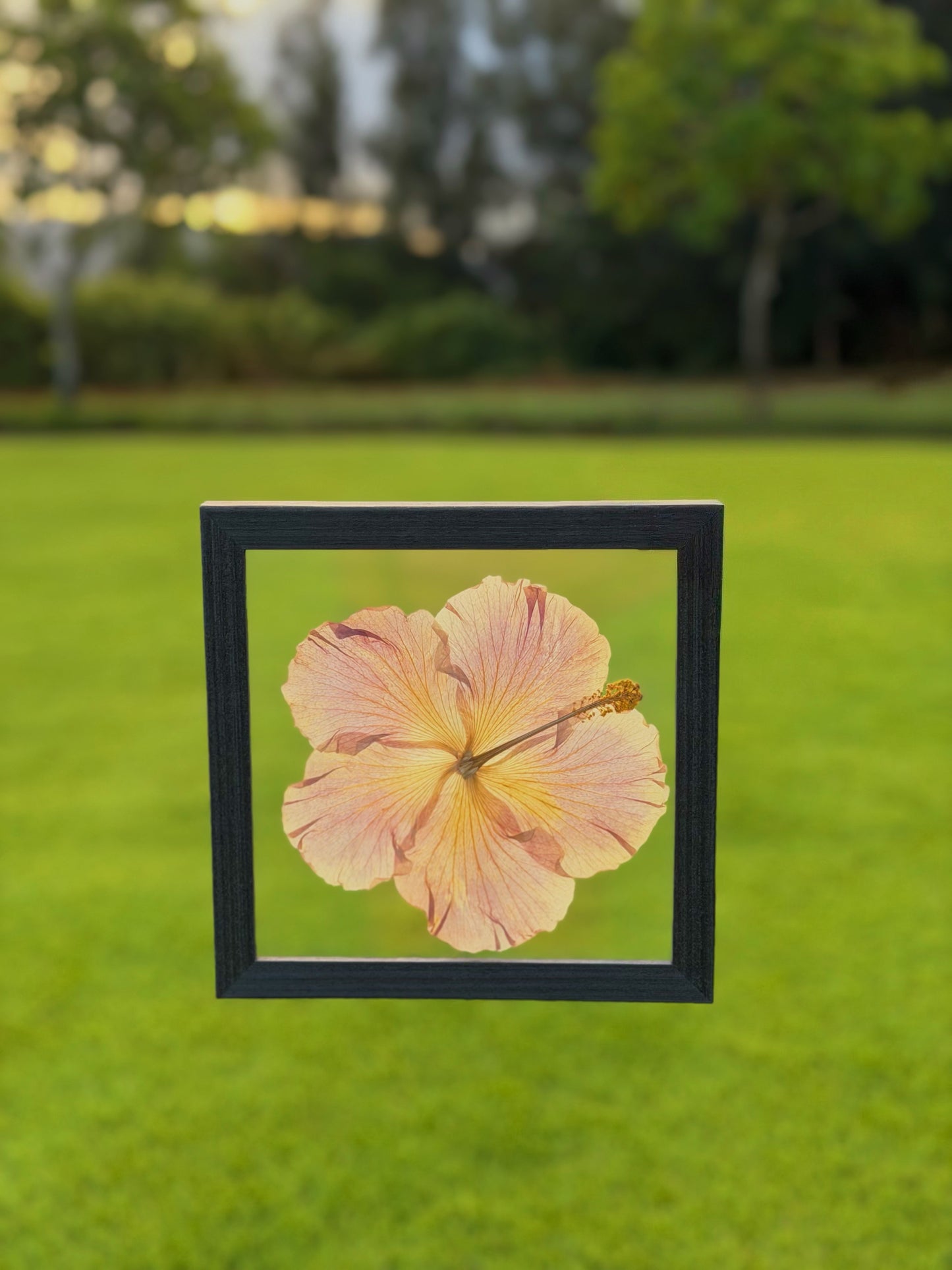 Light Pink Hibiscus