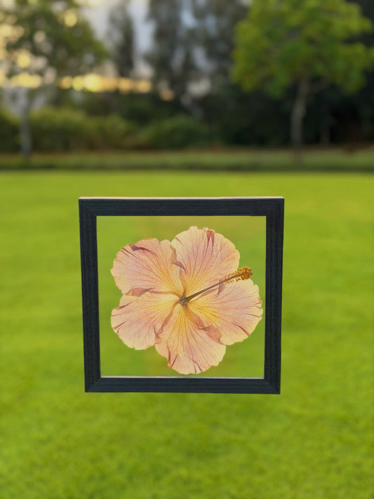 Light Pink Hibiscus