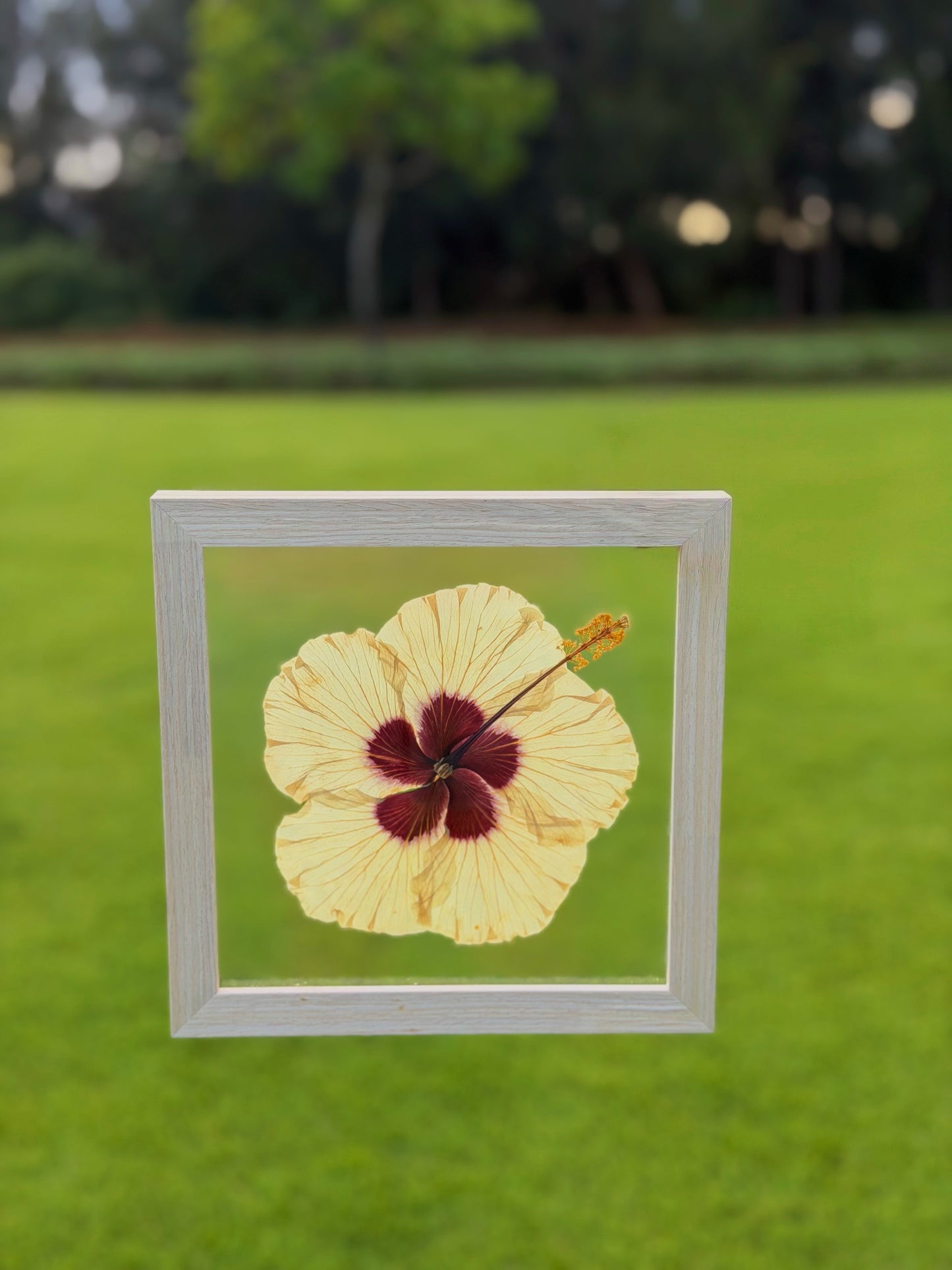 Yellow Hibiscus