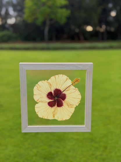 Yellow Hibiscus
